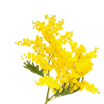 Flori Plant Flori Plant